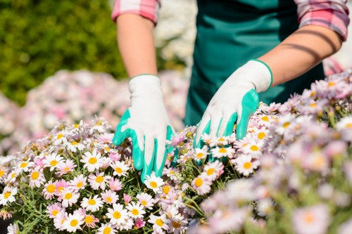 Local gardening service improving a residential garden in Hadley Wood