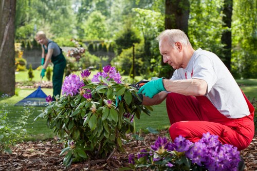Autumn lawn care in Hadley Wood with aeration, scarification, and overseeding