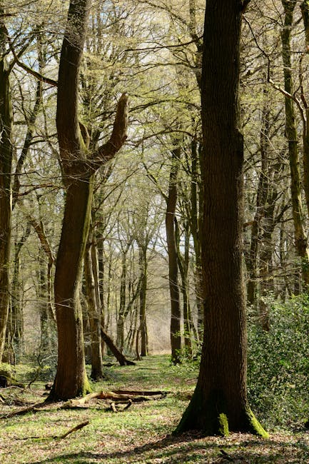 A tranquil woodland scene on Monken Hadley Common showing tall, mature deciduous trees with textured bark and fresh green leaves, indicating springtime. The ground is covered with a mixture of grass, 