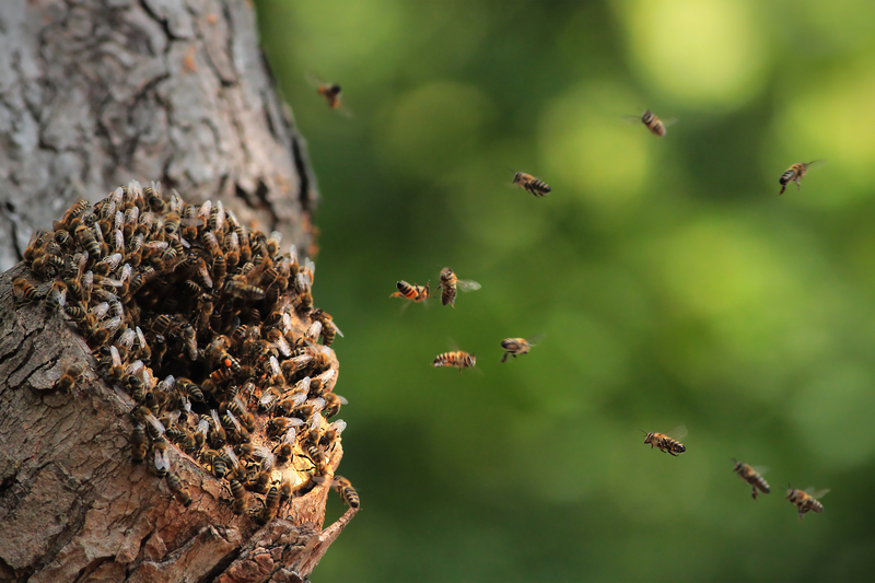 garden design hedge trimming