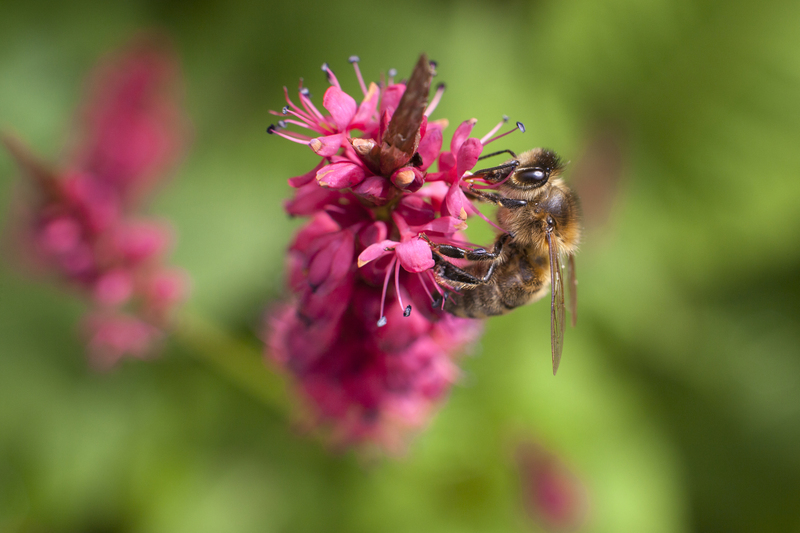 irrigation system garden